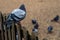 Close up of wood pigeon perched on wooden fence