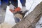 Close-up of woodcutter sawing chainsaw in motion, sawdust fly to sides