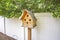 Close up of wooden birdhouse with several entrance holes at the yard of a home