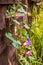 Close up of a wooden door with beautiful morning glory flowers on it