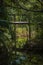 Close-up of wooden footbridge in leafy jungle