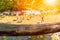 Close up of a wooden handrail in a forest near a river in which a group of persons make trakking with lens flare in summer