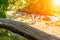 Close up of a wooden handrail in a forest near a river in which a group of persons make trakking with lens flare in summer