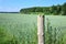 Close-up of a wooden pole standing in front of green immature grain, blue sky and forest, in the countryside