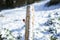 Close up of wooden post with red isolator in the winter season