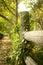 Close up of wooden railing of (bridge) in forest