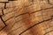 Close-up of wooden section of the trunk with annual rings. Background or texture. Slice wood of fruit tree