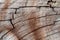 Close-up of wooden section of the trunk with annual rings. Background or texture. Slice wood of fruit tree