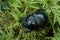 Close-up of a Woodland Dor Beetle, Anoplotrupes stercorosus with a shiny shell walking on a mossy ground