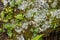 Close Up of Woodland Ferns, Lichens with a Mossy Green Background