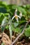 Close up woodland view of sunlit white trout lily wildflowers