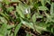 Close up woodland view of sunlit white trout lily wildflowers