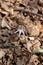 Close up woodland view of uncultivated white trout lily wildflowers