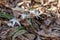 Close up woodland view of uncultivated white trout lily wildflowers