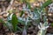 Close up woodland view of uncultivated white trout lily wildflowers