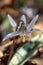 Close up woodland view of uncultivated white trout lily wildflowers