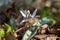 Close up woodland view of uncultivated white trout lily wildflowers