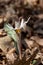 Close up woodland view of uncultivated white trout lily wildflowers