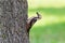 Close up of woodpecker eating some bug