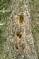 Close-up of Woodpecker Holes on a Tree