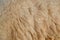 Close up in wool sheep, natural texture background