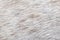 Close-up wool of white spotted horse background. Short thick cover on the body of the animal