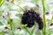 Close up of the Woolly bear caterpillar of the garden tiger moth or great tiger moth Arctia caja scared by predator