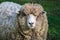 Close up of woolly sheep