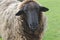 Close Up of a Woolly Sheep