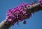 Close up of a Worker Bee pollinating a Pink-Purple-Magenta Redbud Tree Blossom during Spring