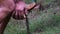 Close up of a worker`s hand peeling a dried coconut fruit, a farmer peeling a coconut with a sharp iron rod, the production proces