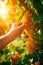 Close up of worker's hands cutting white grapes from vines during wine harvest in a vineyard. Picking the sweet