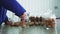 Close-up, worker s hands put walnuts in glass jars. different kinds, grown selectively, hybrids of walnuts of better