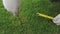 Close up of worker with tape measure and pin checks the lawn grass in a football stadium