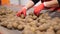 Close-up, workers Hands in gloves sorting potato tubers on conveyor belt, line, in warehouse. agriculture, potato