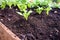 close-up of worm castings in garden bed