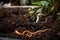 close-up of worms and compost in indoor garden