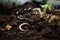 close-up of worms and compost in indoor garden