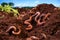 close-up of worms in rich compost soil inside the farm