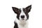 Close-up worried or sad border collie dog. isolated on white background