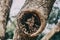 Close-up of a wound on the trunk of a scarred tree