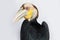 Close up of wreathed hornbill bird (Aceros Undulatus) on white background