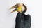 Close up of wreathed hornbill bird (Aceros Undulatus) on white background