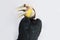 Close up of wreathed hornbill bird (Aceros Undulatus) on white background