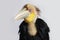 Close up of wreathed hornbill bird (Aceros Undulatus) on white background