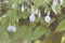 Close-up of Wrightia religiosa buds with raindrops