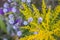 Close up of wrinkleleaf goldenrod. Solidago rugosa yellow flowers