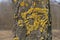 Close up of Xanthoria parietina. Yellow scale on the bark of a tree. Moss on a branch. Textured wood surface with