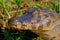 Close up of Yacare Caiman, Caiman Crocodilus Yacare Jacare, in the grassland, Pantanal, Porto Jofre, Mato Grosso, Brazil