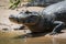 Close-up of yacare caiman on muddy beach
